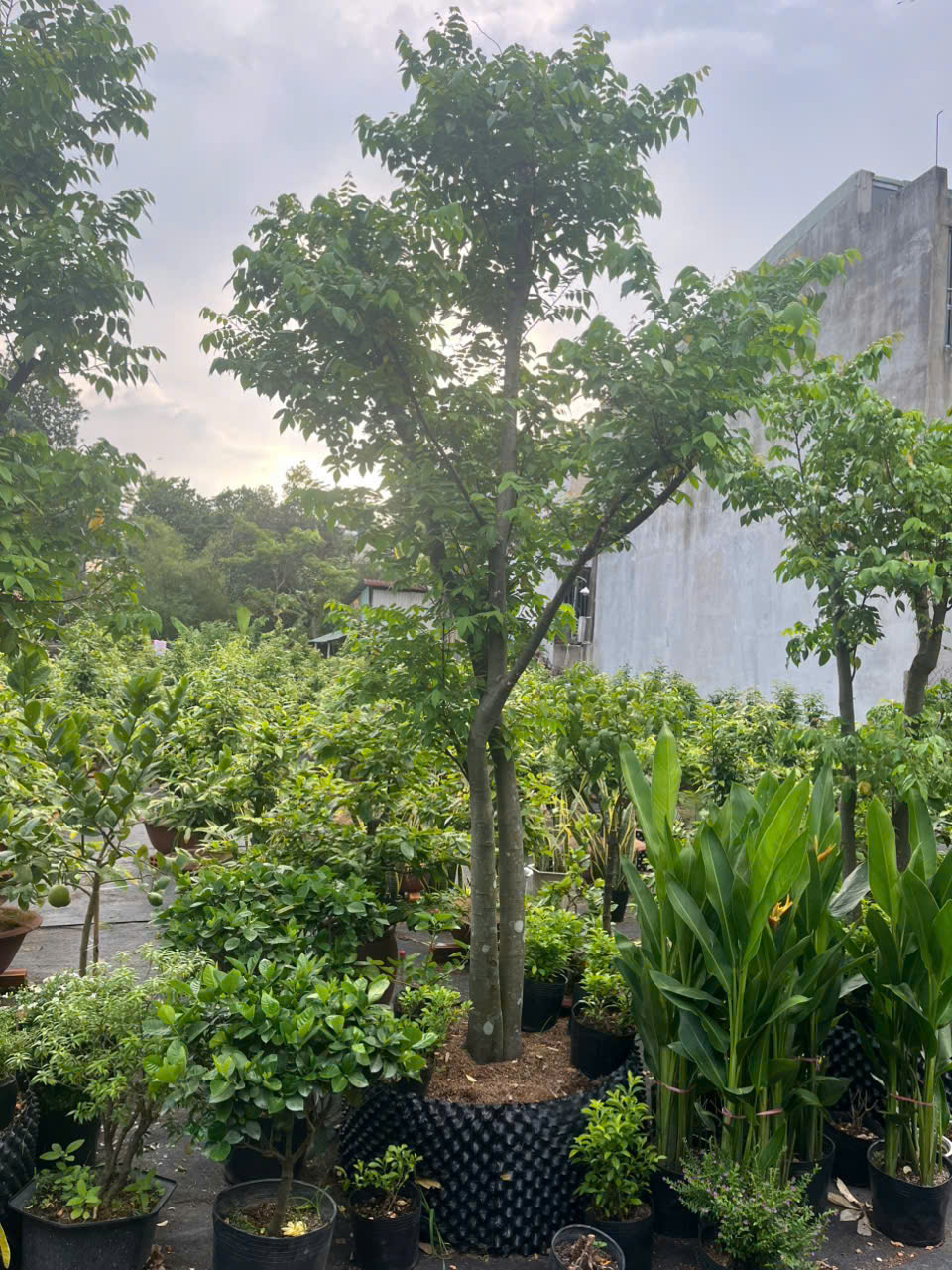 Cây Khế Chua xanh mát - trồng là có trái