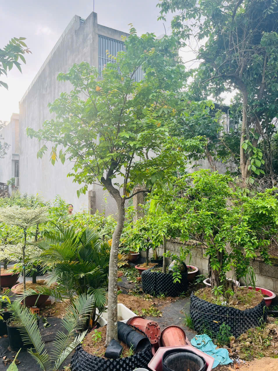 Cây Khế Chua xanh mát - trồng là có trái