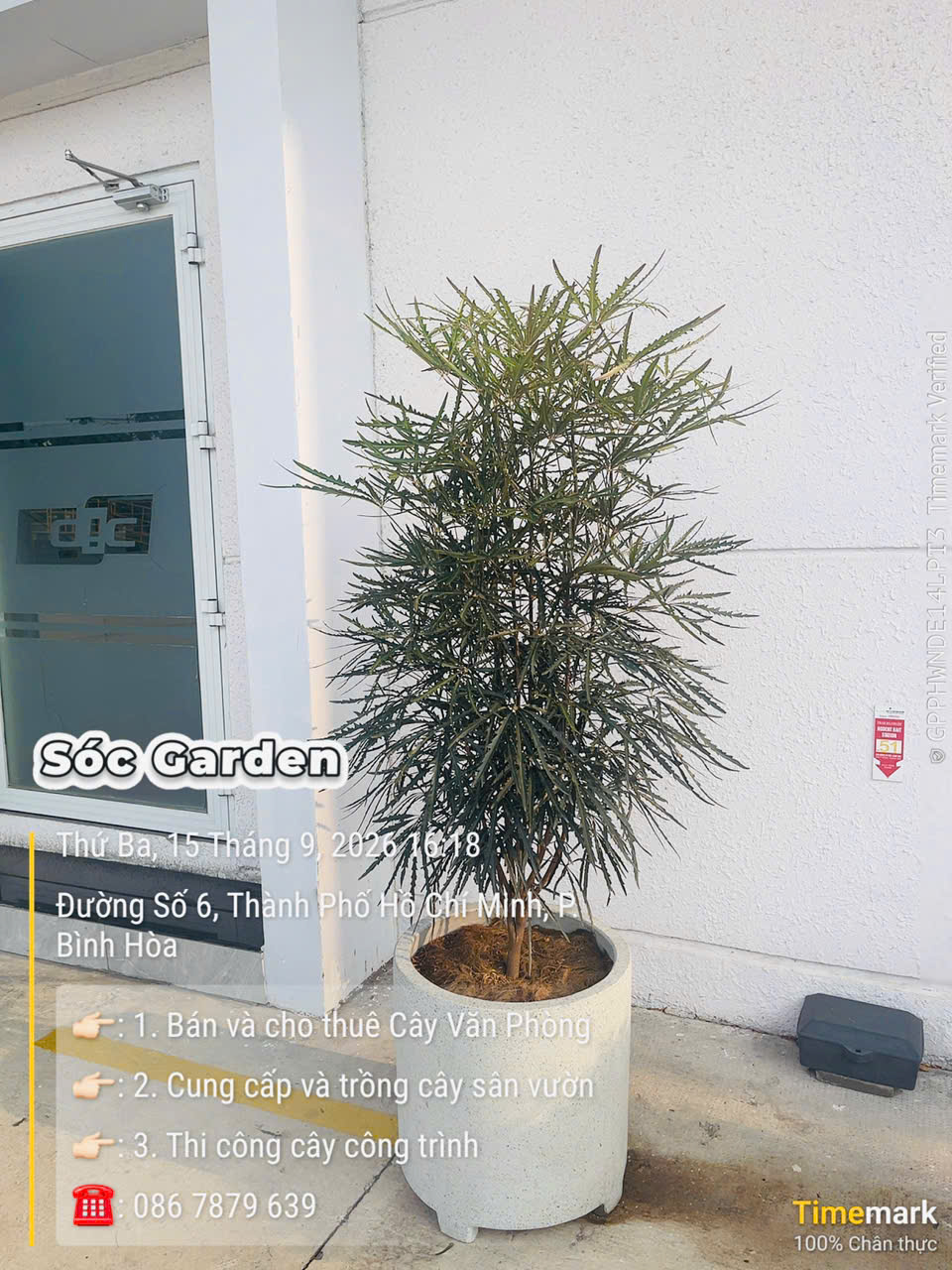 cây khổng tước mang lại vẻ trang trọng