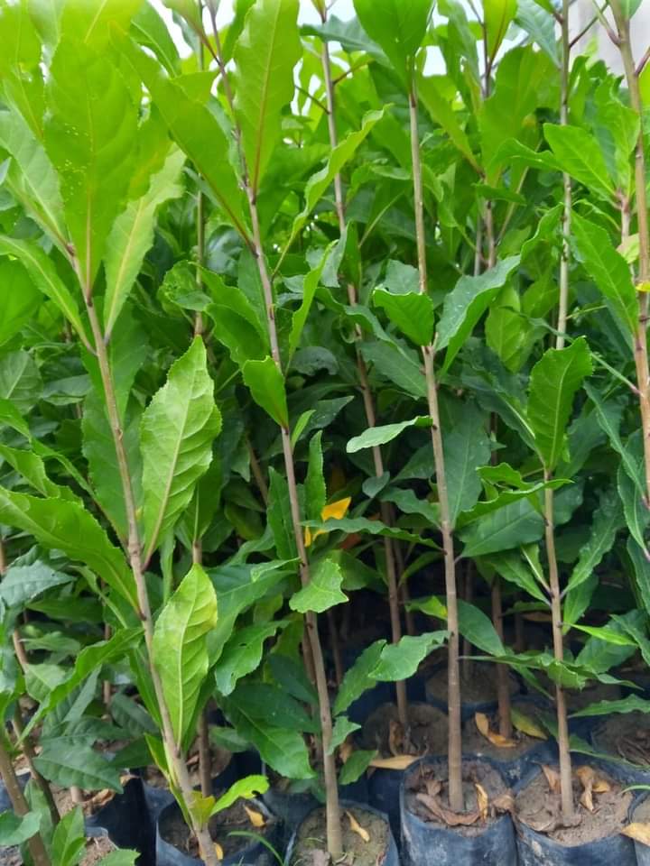 Cây Lộc Vừng - Tài lộc gõ cửa