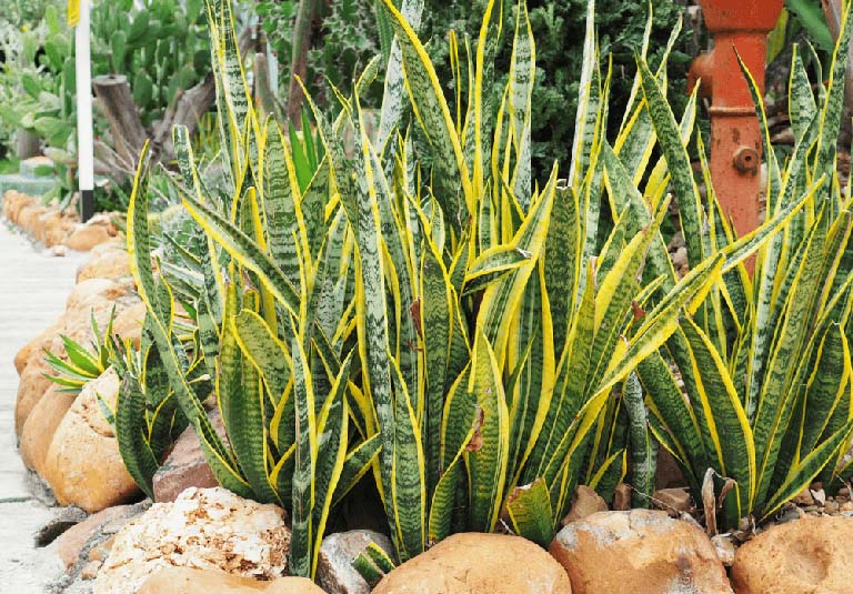 Thi Công Cây Công Trình Cho Khu Công Nghiệp