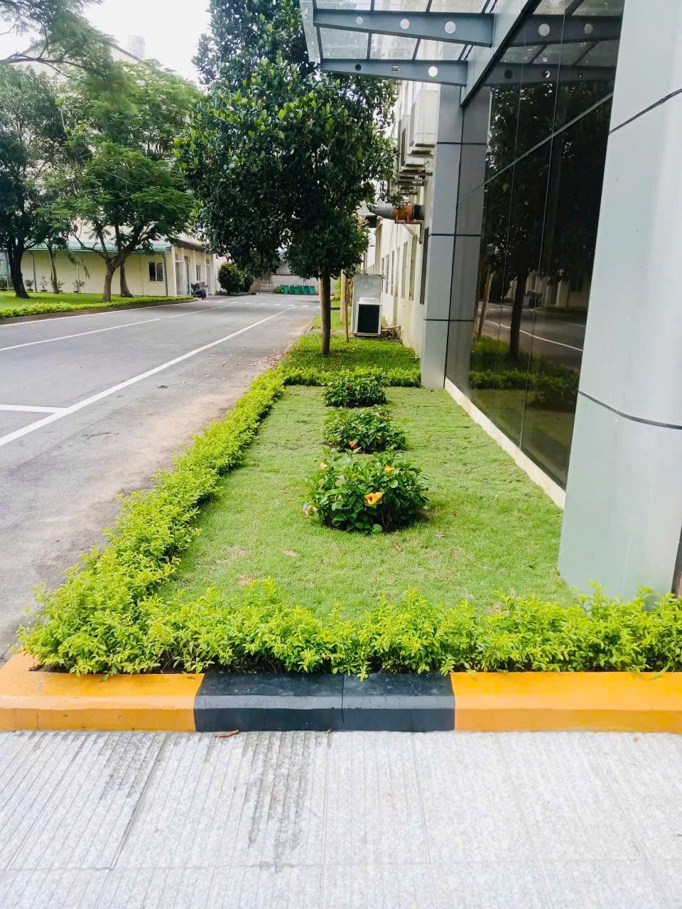 Trồng Hoa Dâm Bụt Thái Ra Hoa Quanh Năm