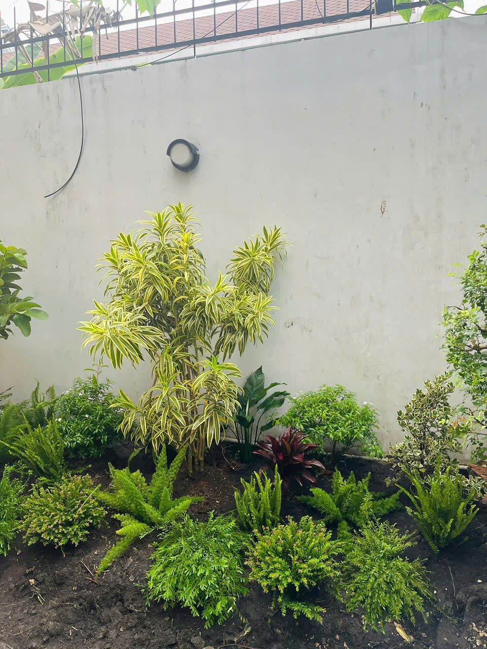 Cây cảnh sân vườn