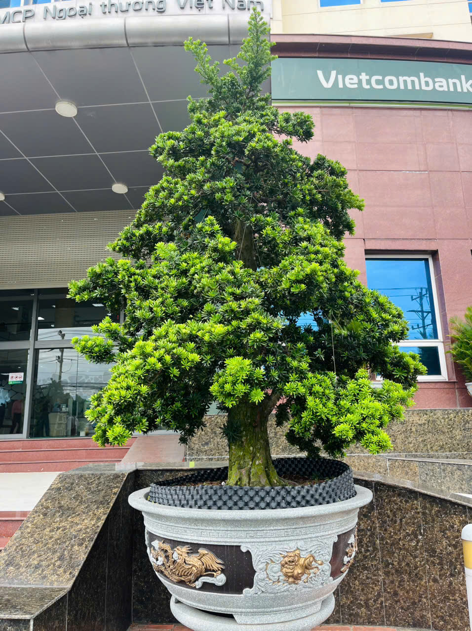 Dịch vụ chăm sóc cây Bonsai tại Bình Dương