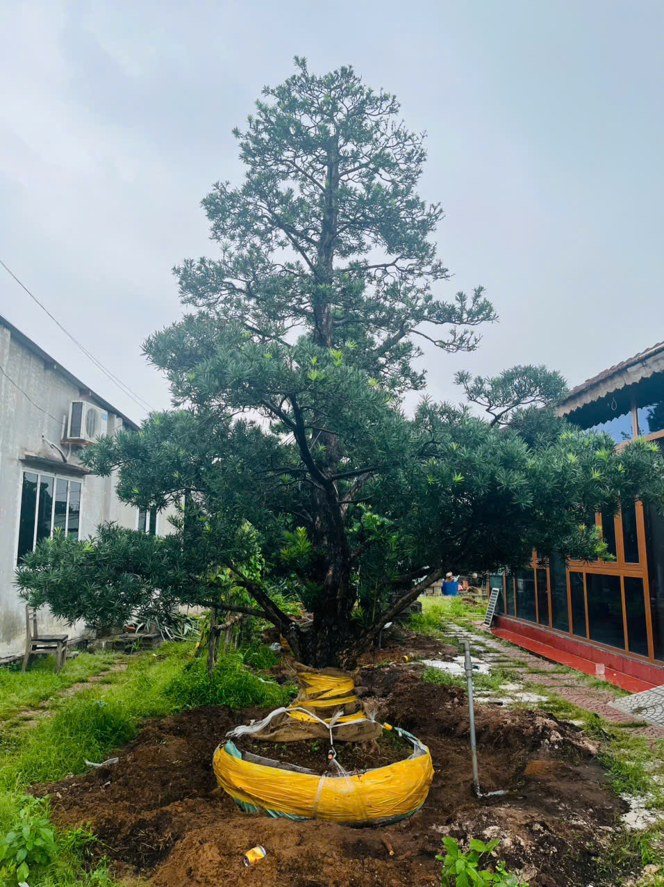 Tùng La Hán bonsai: Nghệ thuật thu nhỏ