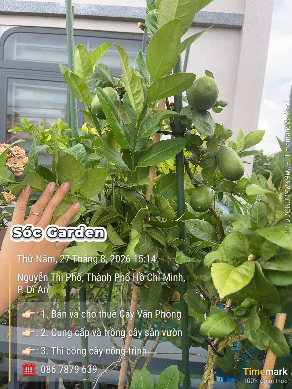 Cây Chanh Ấn Độ (Chanh Úc)