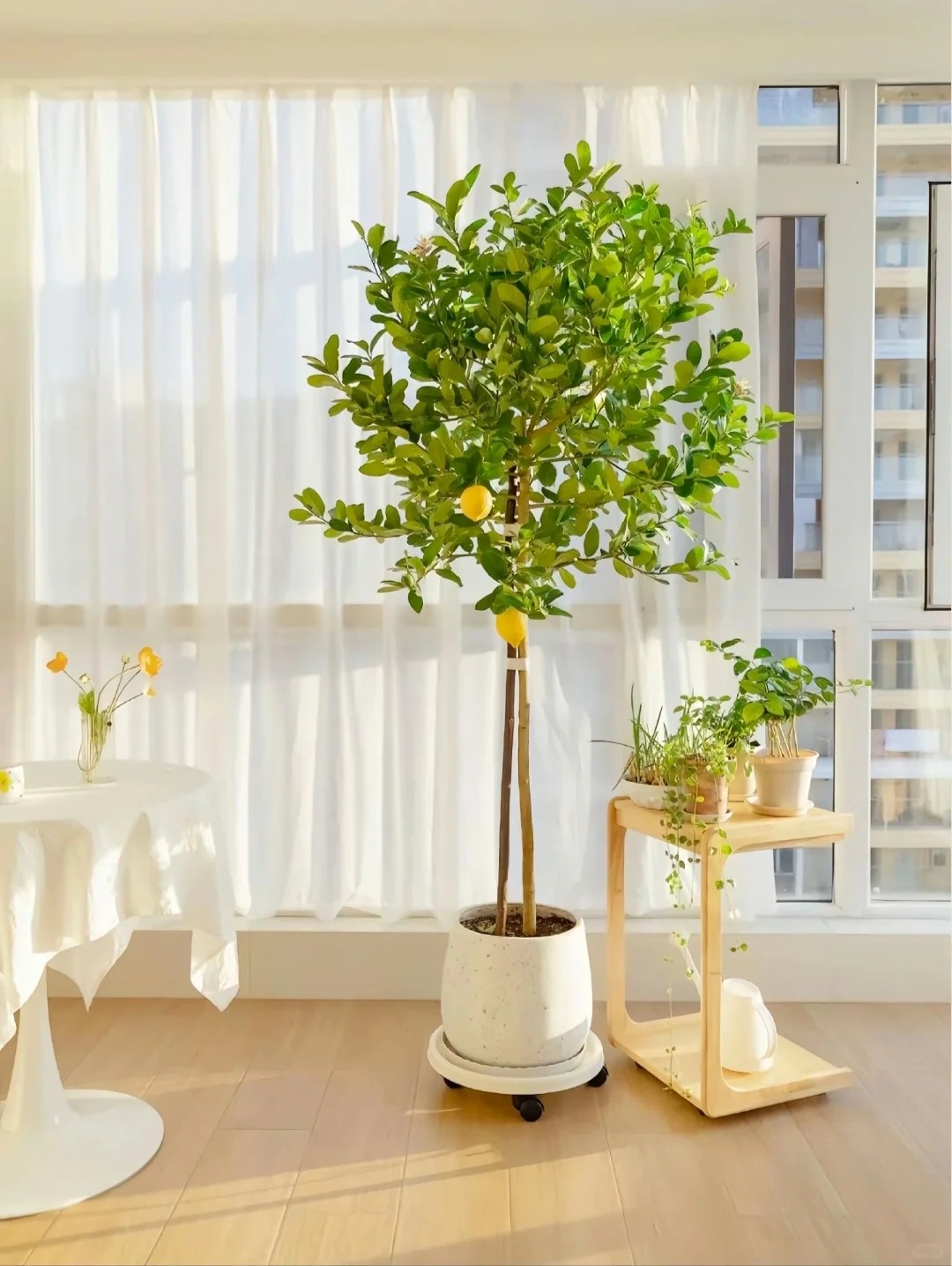 Sức hút khó cưỡng của cây chanh vàng Mỹ trong không gian sống hiện đại