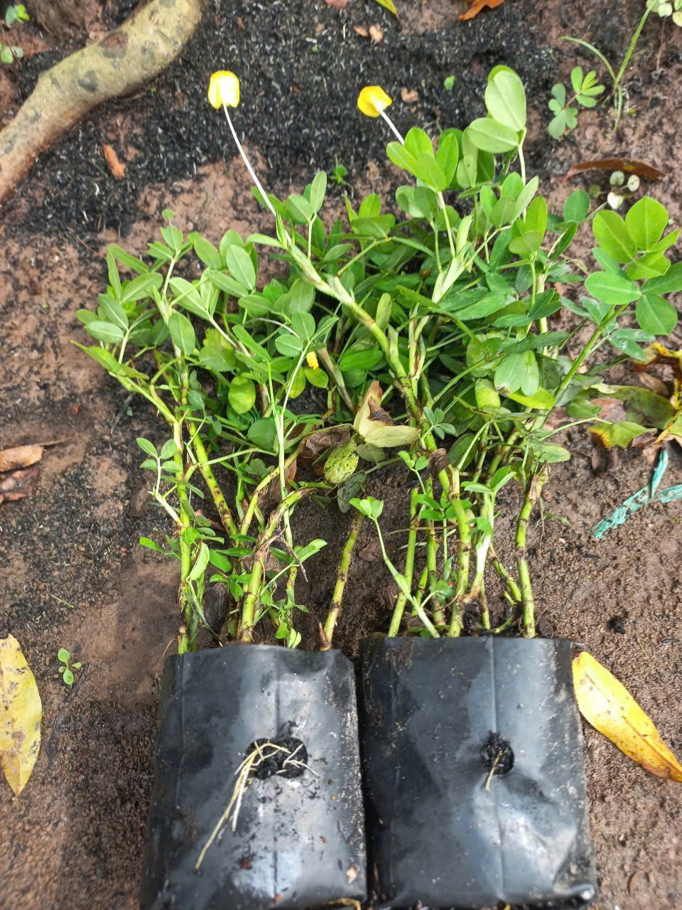 Lên Thiết Kế và Lựa Chọn Loại Cây