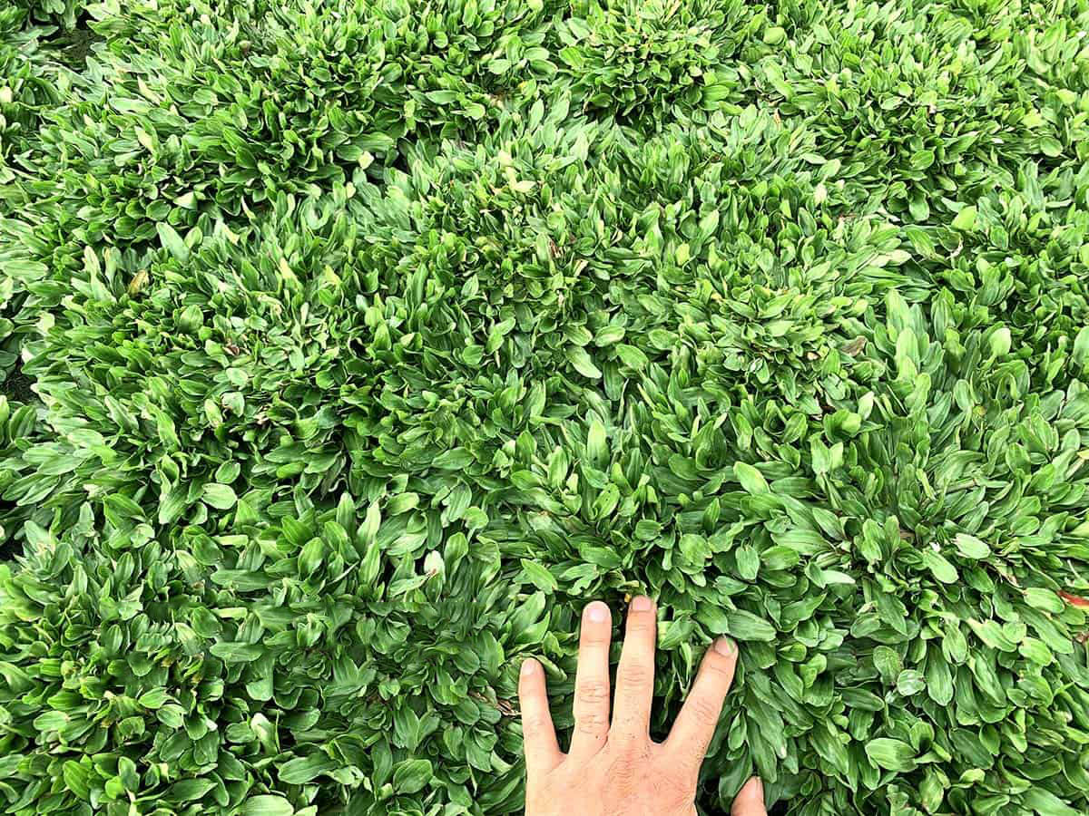 Cỏ lá gừng Thái – Lựa chọn thông minh cho góc râm mát