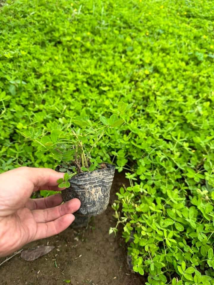 Phương Pháp Gieo Trồng