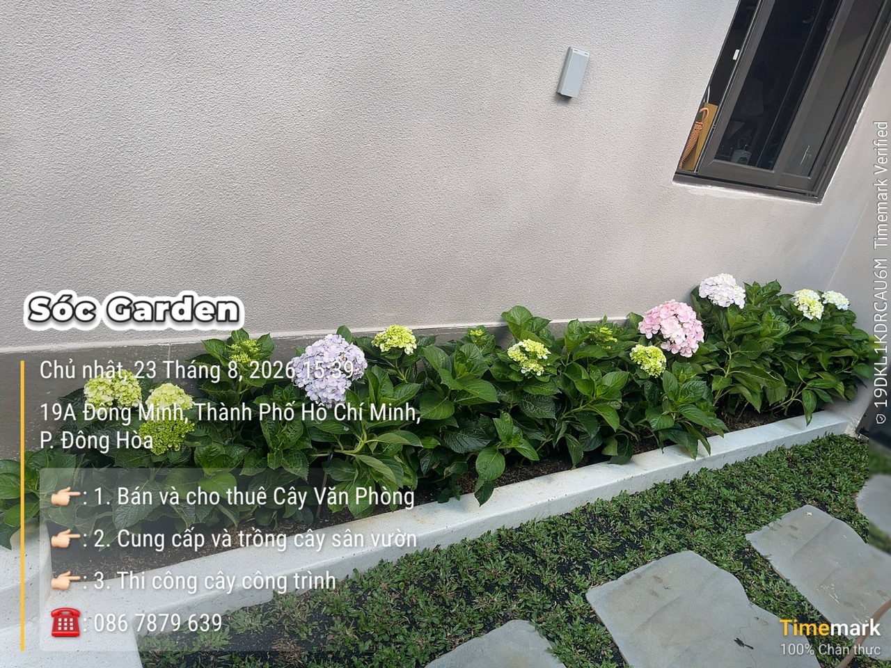 Hoa cẩm tú cầu mang vẻ đẹp thanh toát