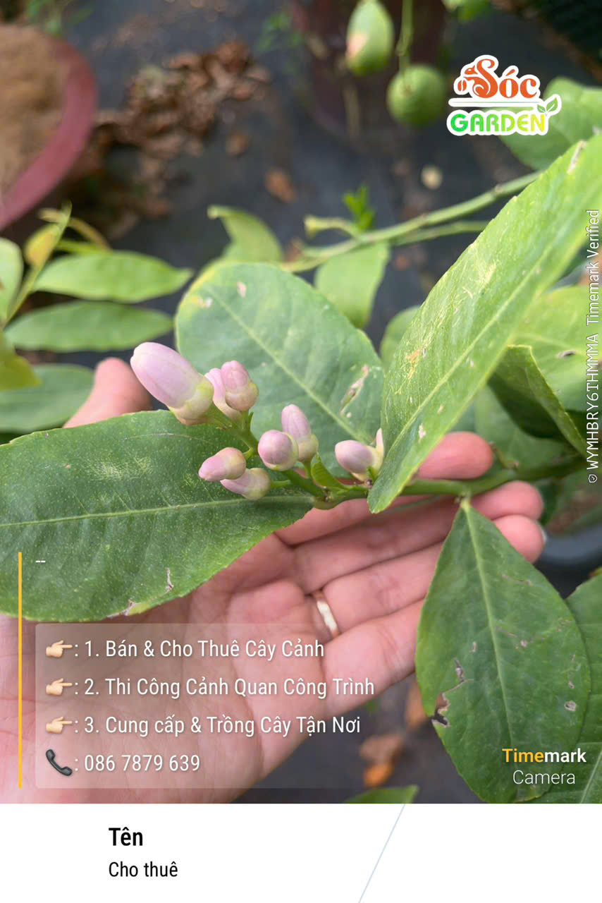 Hoa Cây Chanh Vàng