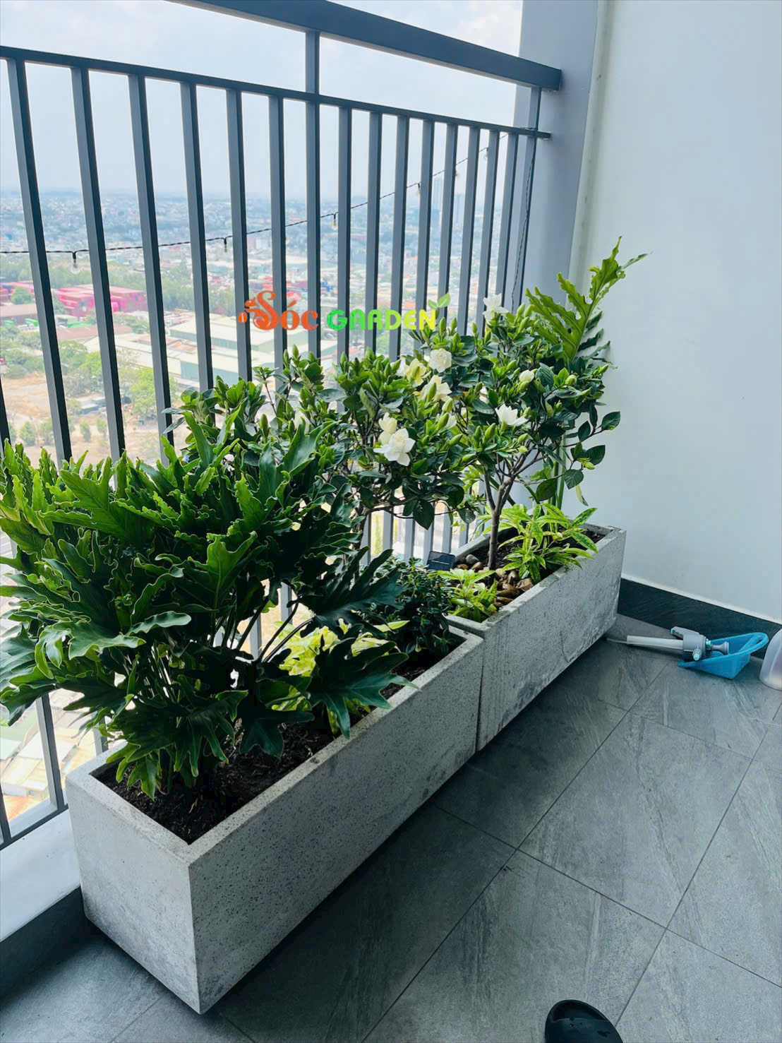 Hoa dành dành ưa sáng, cần được đặt ở nơi có nắng nhẹ