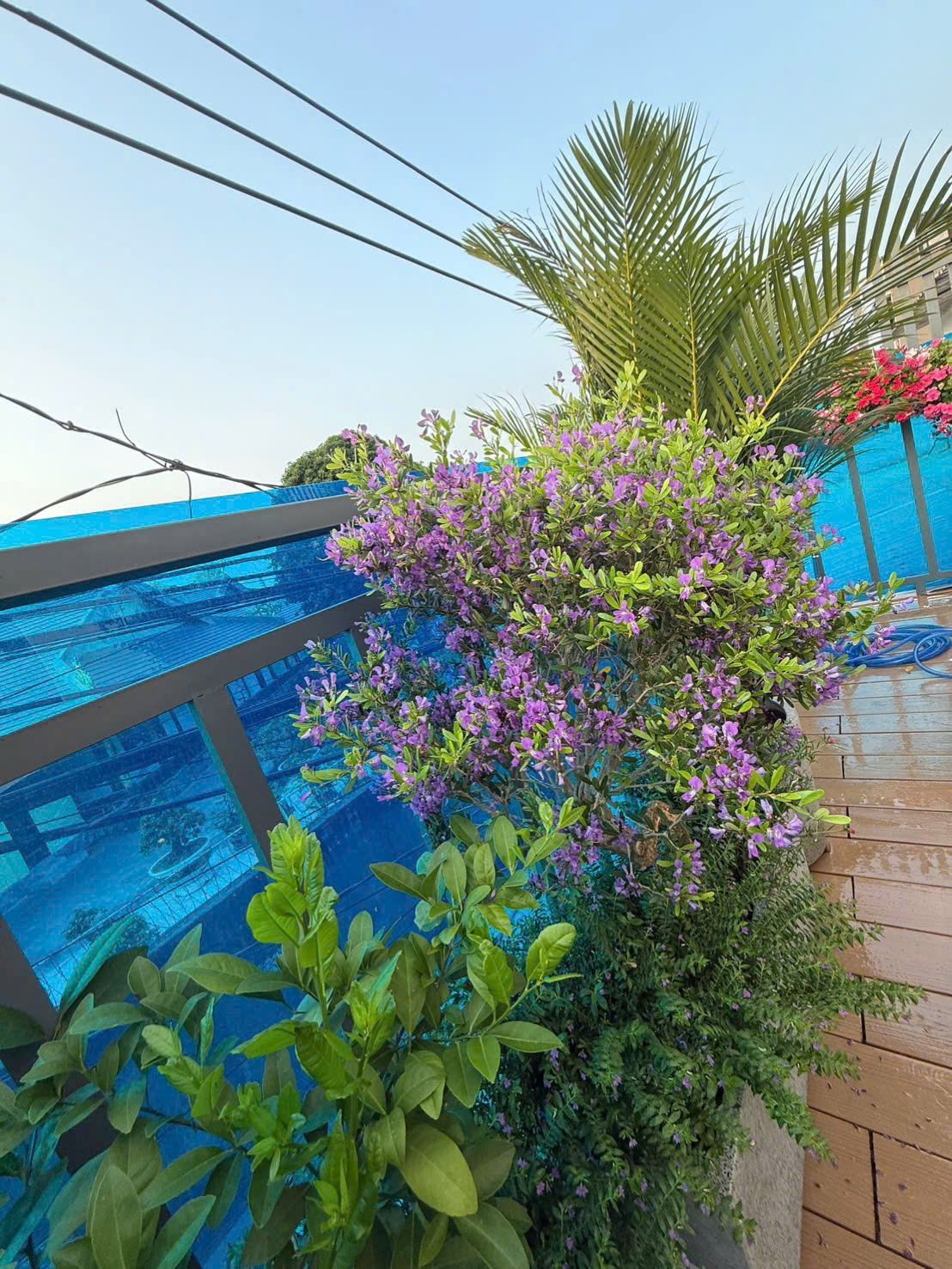 Hoa Linh San Tím mang một mùi hương nhẹ nhàng