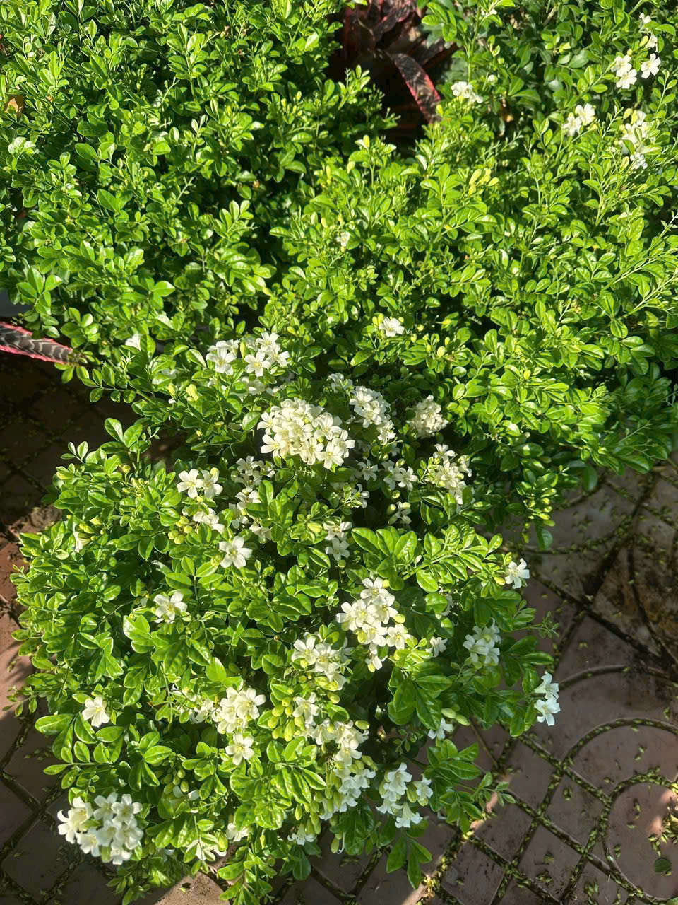 Hoa Nguyệt Quế