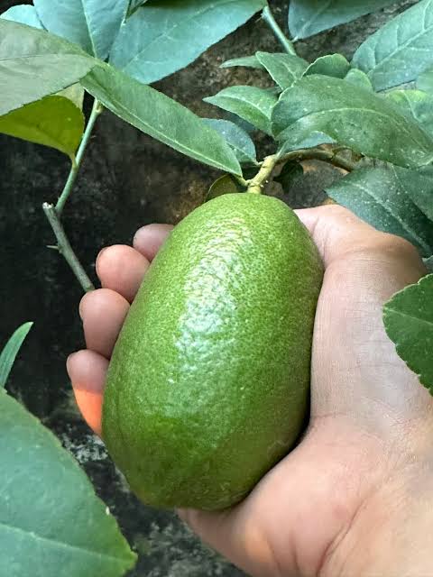 Cây chanh vàng Ấn Độ