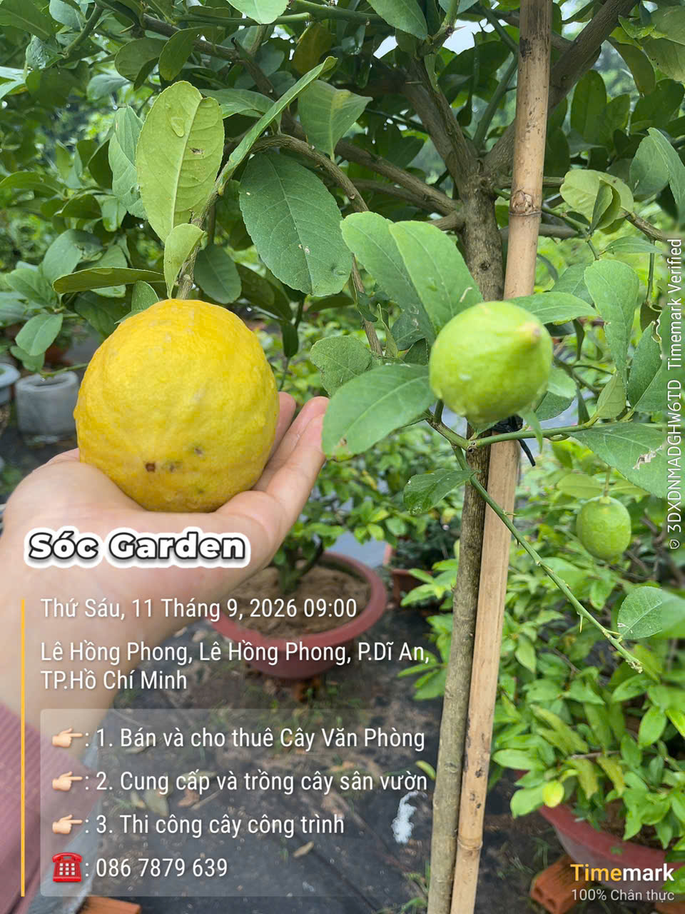Sắc vàng vương giả rước tài lộc