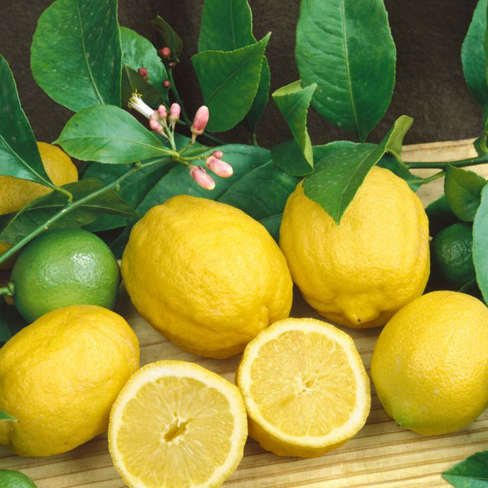 Chất lượng trái vượt trội: Hương thơm, tinh dầu và giá trị dinh dưỡng