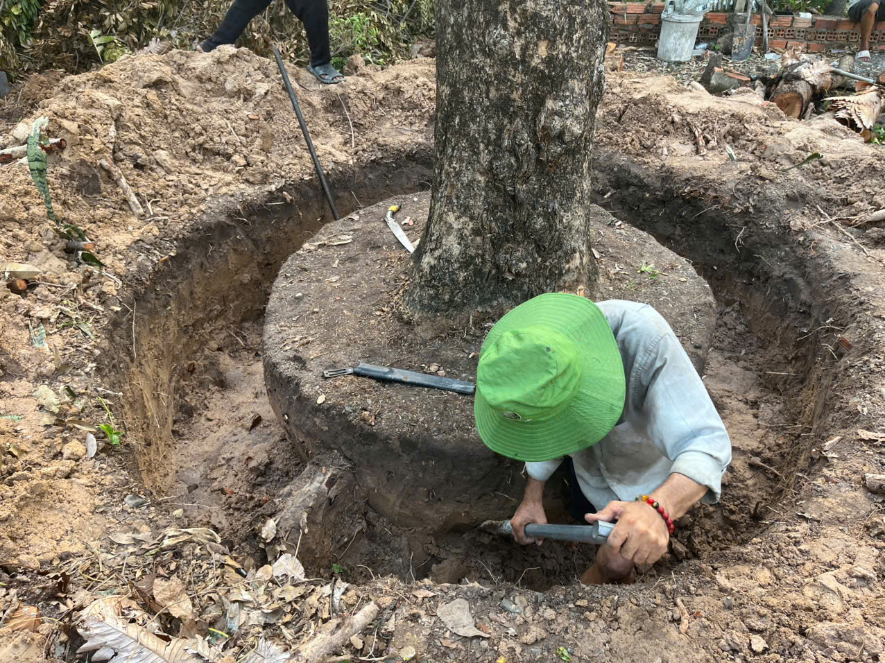Kỹ thuật trồng và chăm sóc ban đầu