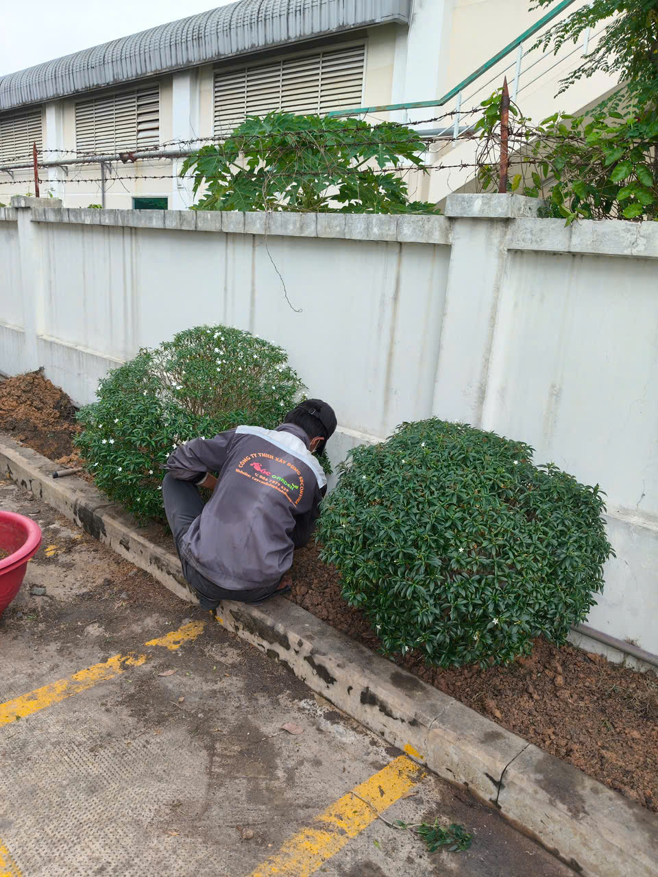 Chăm sóc, bảo dưỡng cây xanh chuyên nghiệp