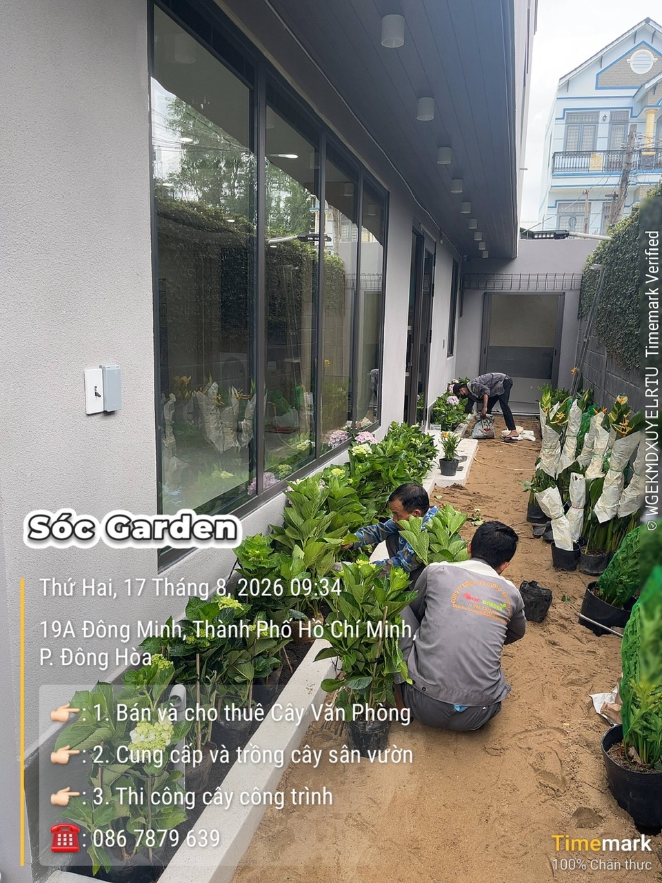 Bán Hoa Cẩm Tú Cầu tại Dĩ An, Bình Dương