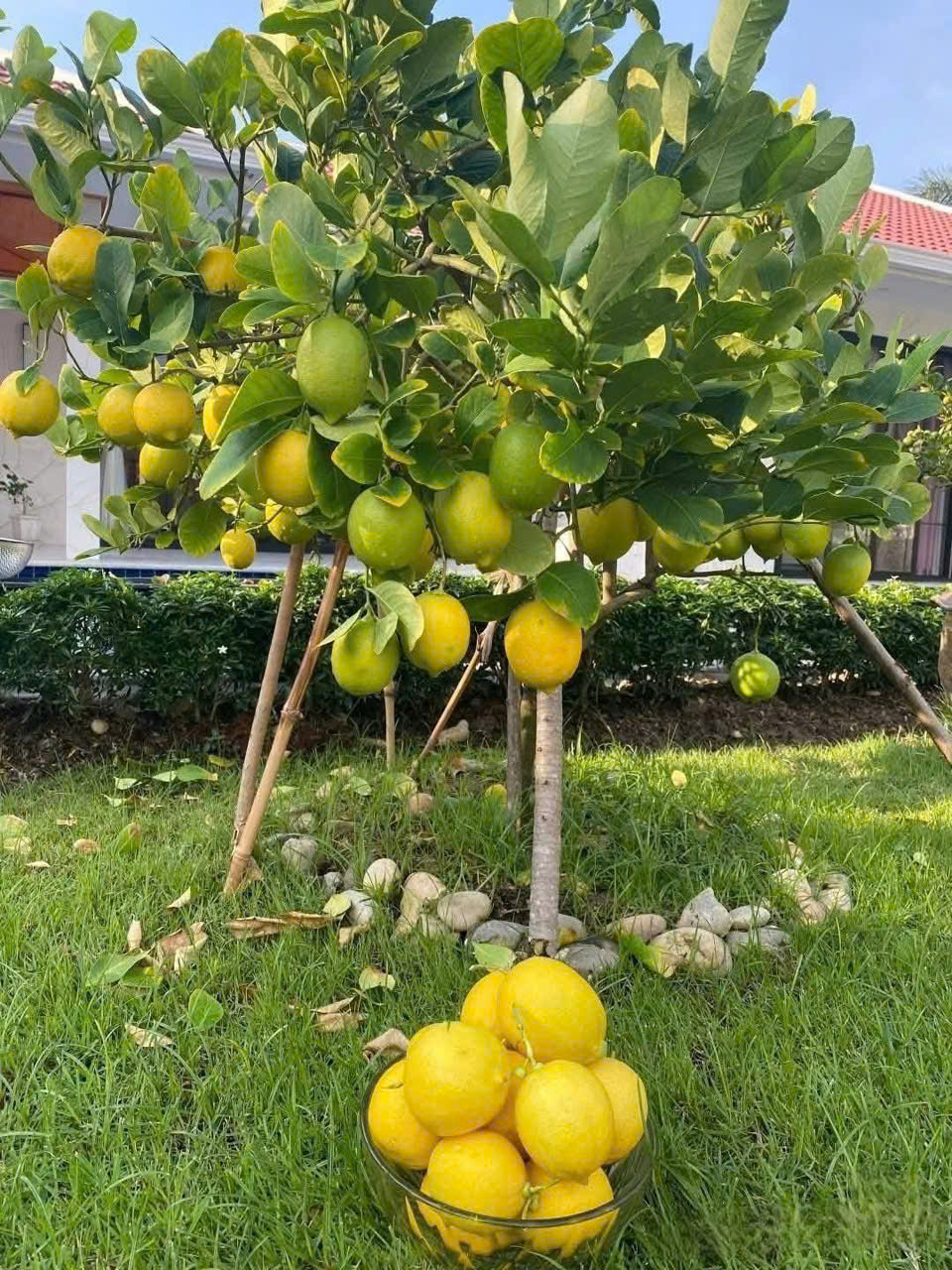 Cây Chanh Vàng Mỹ Có Nhiều Trái Không