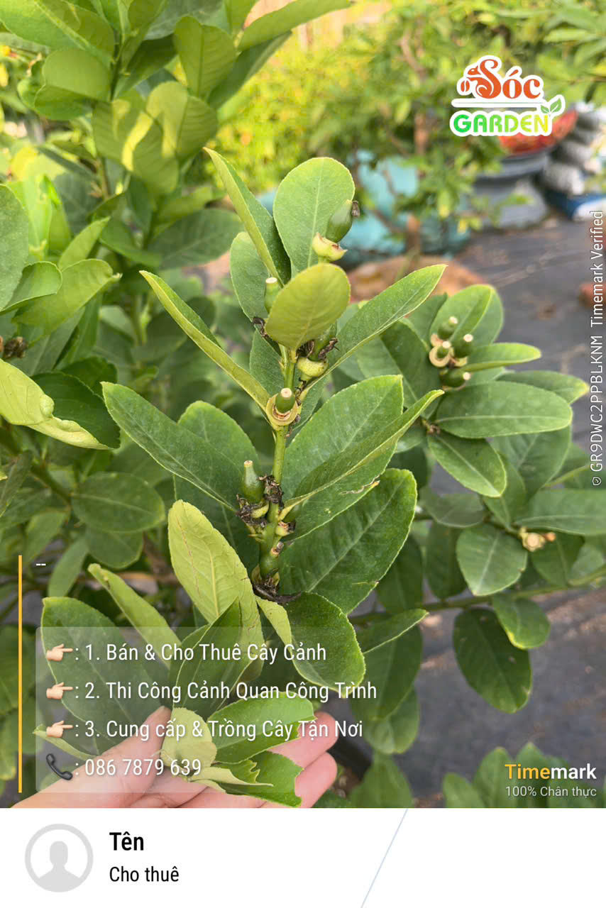 Cây Chanh Vàng Ra Trái Liên Tục