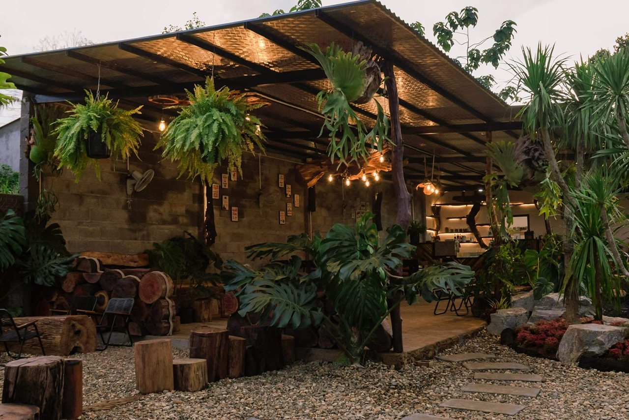 Cây kiểng lá cho quán cafe