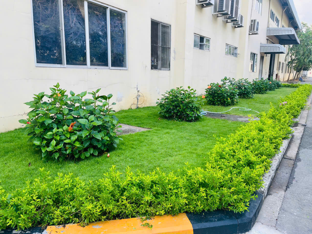 Mẫu Cây Trồng Viền Bồn Hoa Đẹp