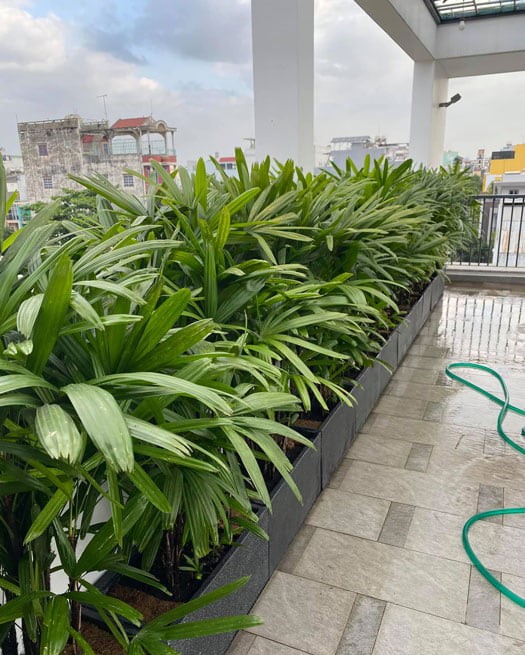 Trồng dải dọc hành lang, lối đi hoặc ban công