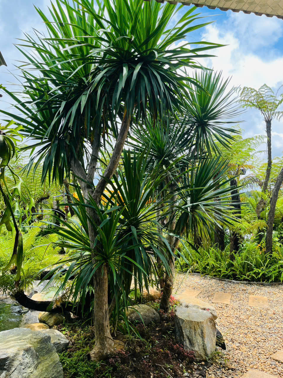 Sóc Garden cung cấp các loại cây công trình với kích thước đa dạng