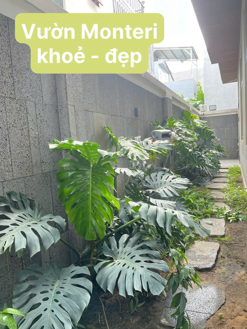 Bệnh rỉ sắt trên Monstera vào mùa mưa