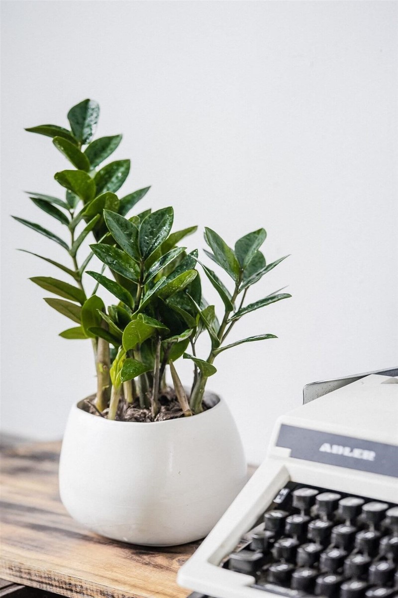 Cây kim tiền mini để bàn văn phòng đẹp 