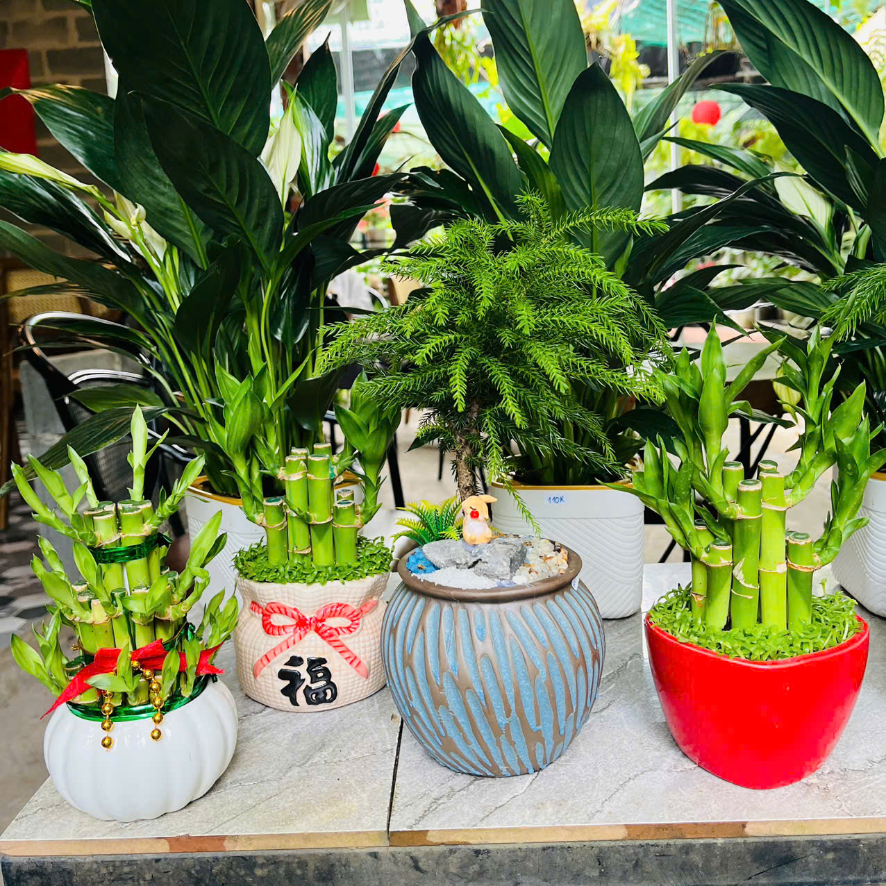 Cây phát lộc mang lại tài lộc