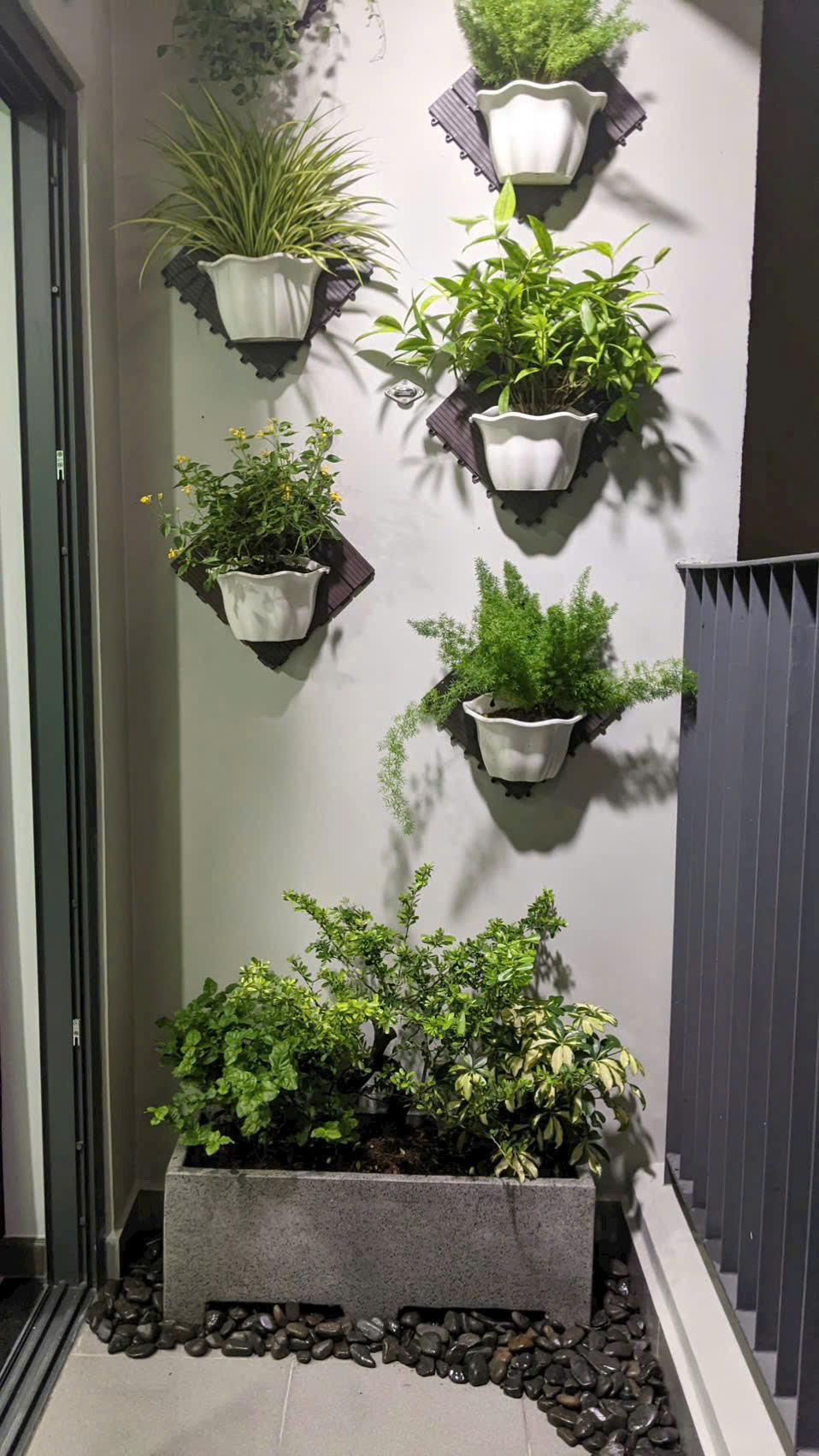 Cây phong thuỷ nên mua loại nào