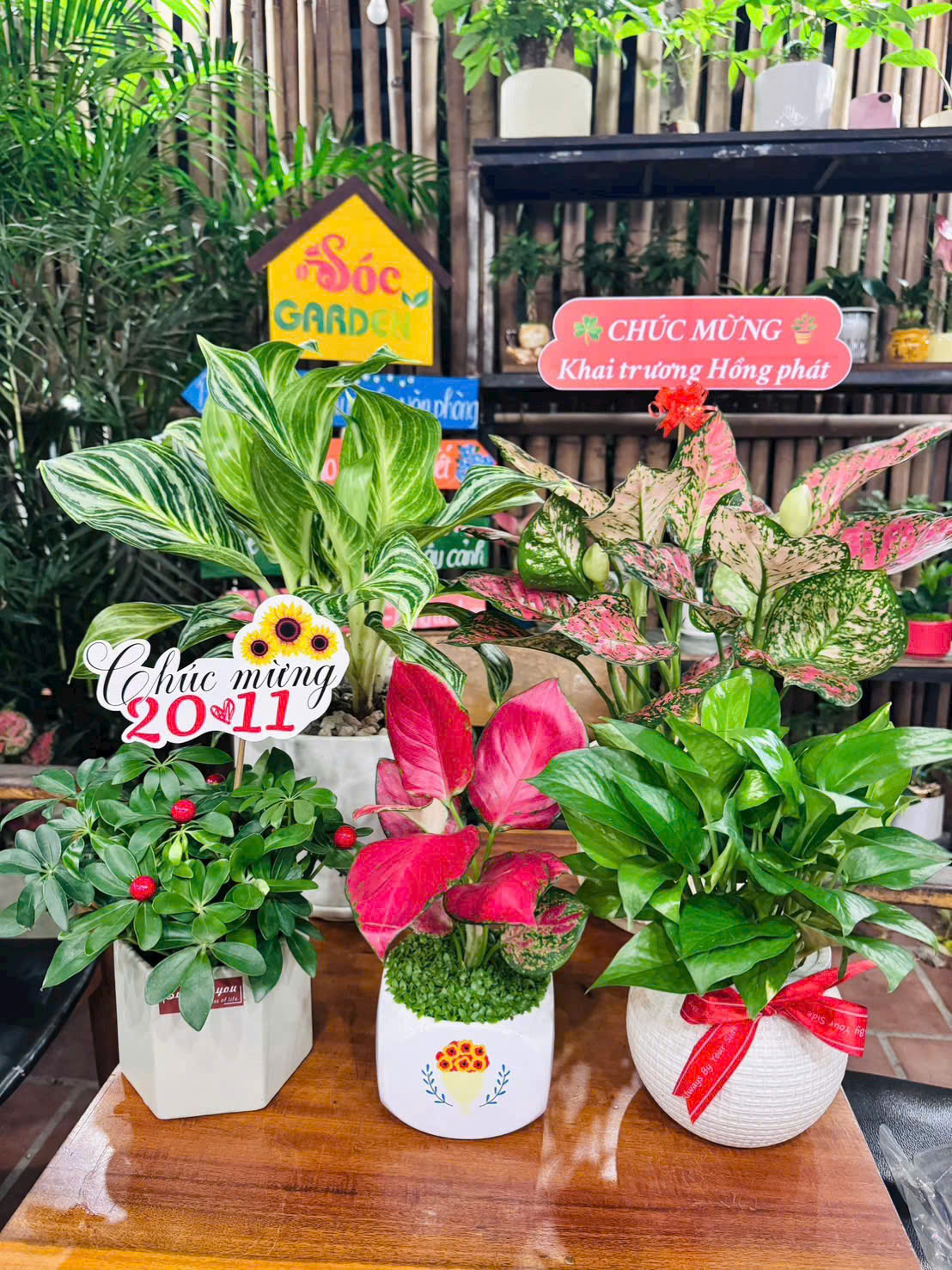 Cây Cảnh Phong Thủy Cho Công Ty