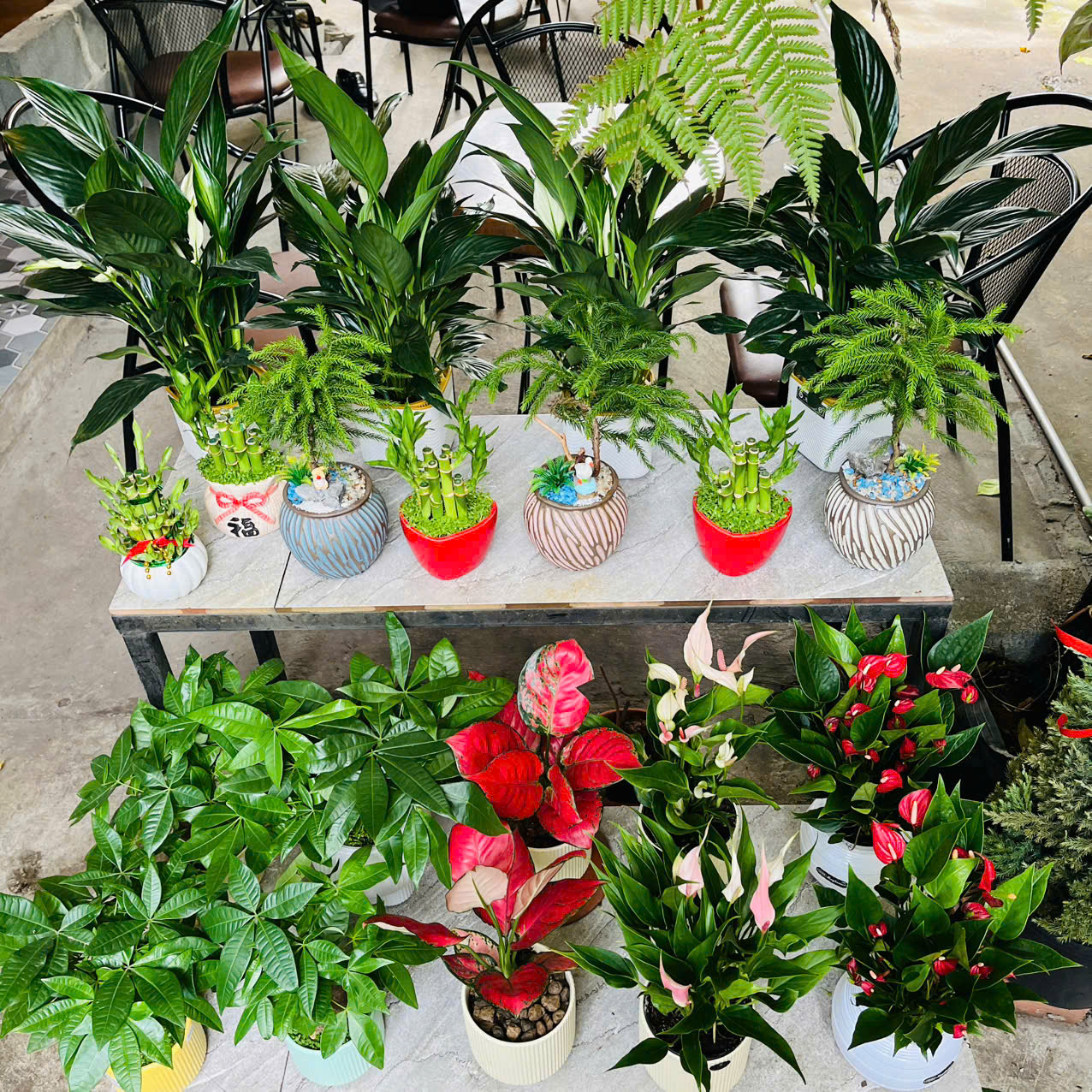 Trang Trí Văn Phòng Hiện Đại Với Cây Mini