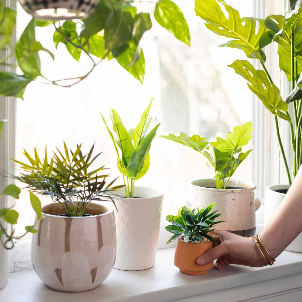 Cây phong thuỷ nên mua loại nào