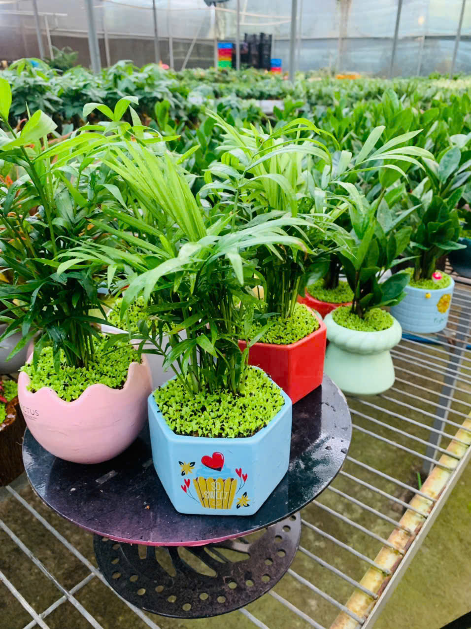 Cau tiểu trâm mini