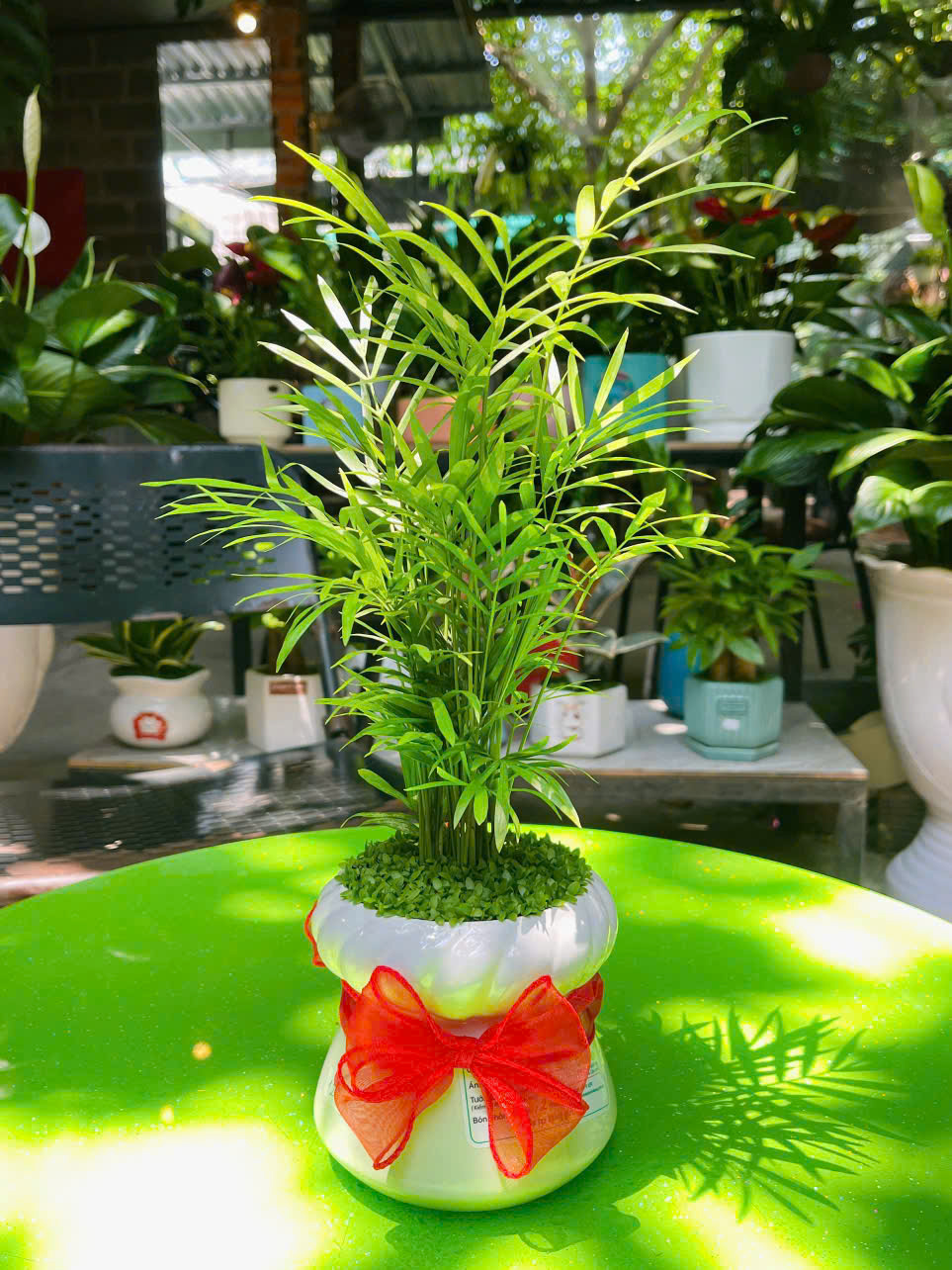 cây cau tiểu trâm quà tặng