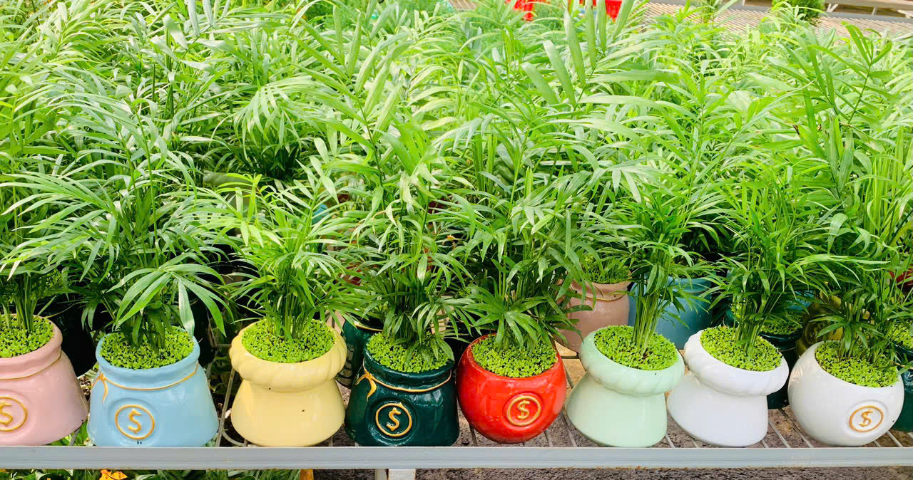 Cây Cau Tiểu Trâm Để Bàn