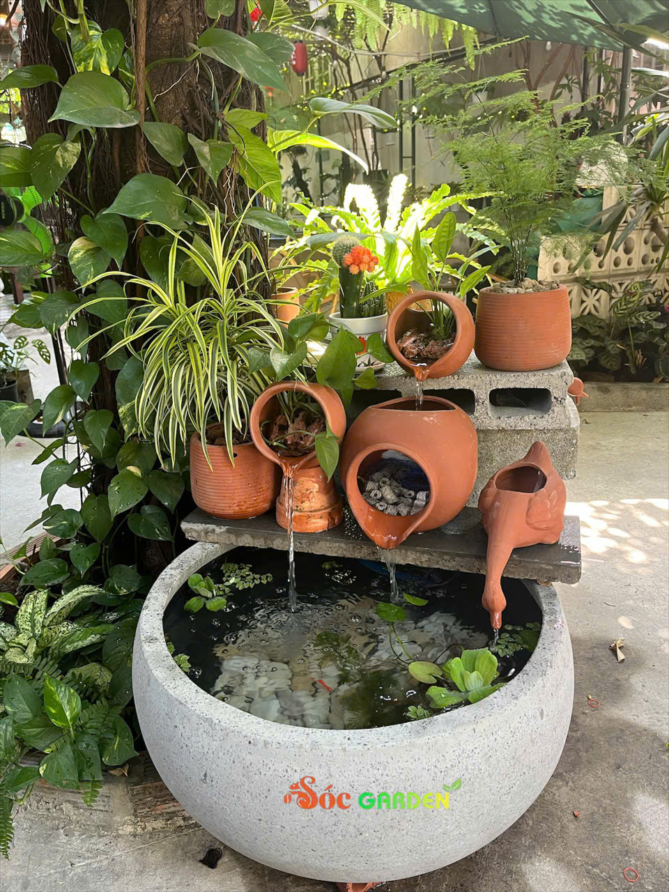 Cây Kim Thuỷ Tùng Trồng đất kèm bể cá nhỏ mini