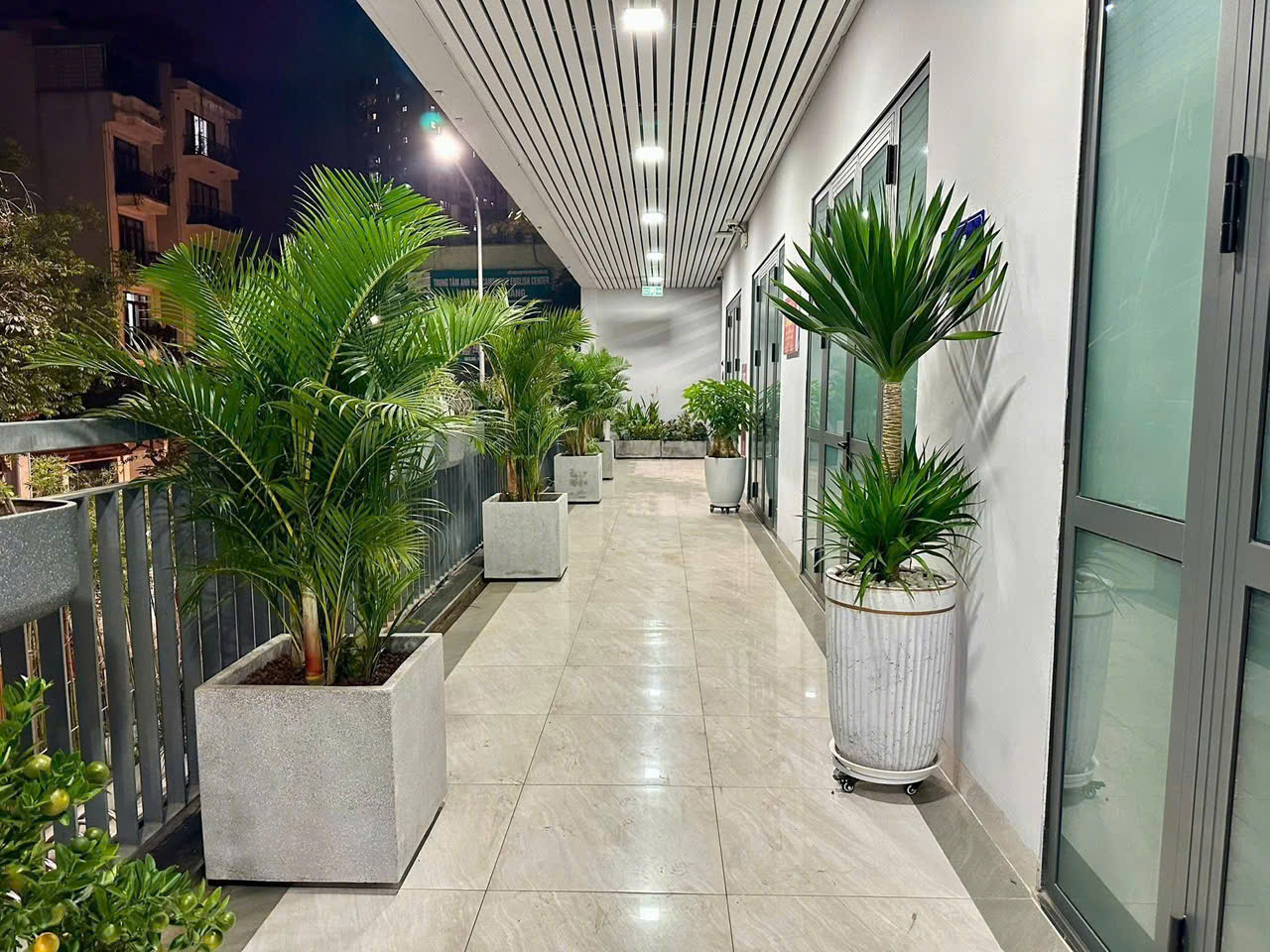 Cây quà tặng cho văn phòng mới 