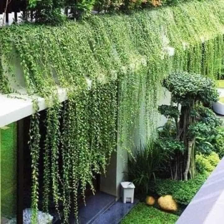 Decor quán cafe bằng cây xanh