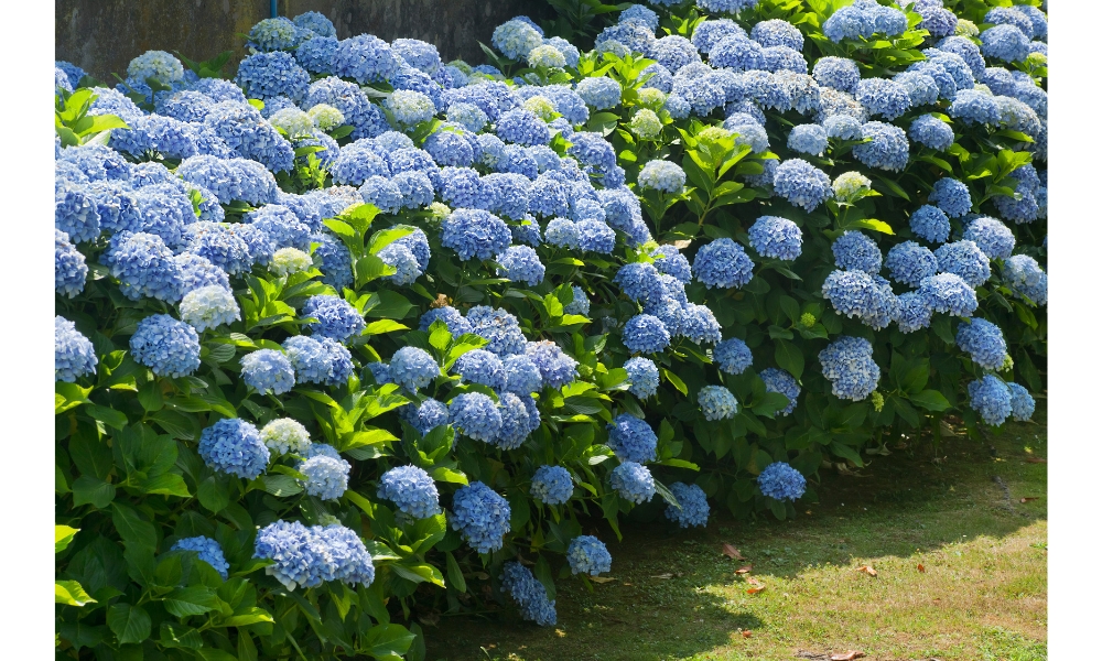 Hoa cẩm tú cầu dọc lối đi thật đẹp