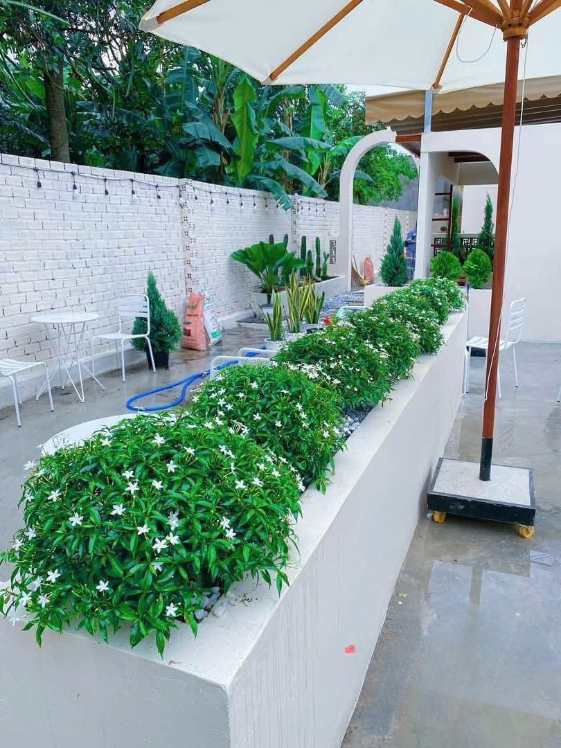 thi công cây công trình hoa nhài ta