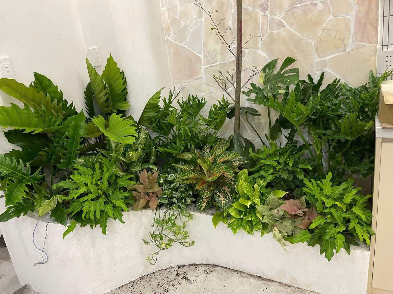 Hành trình kiến tạo không gian xanh với cây công trình là một quá trình đòi hỏi sự tỉ mỉ