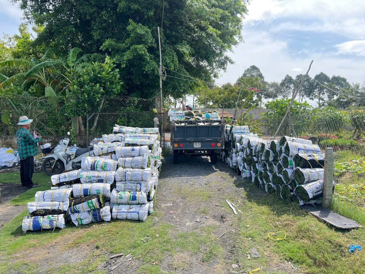 Dịch vụ trồng và chăm sóc cây tận nơi