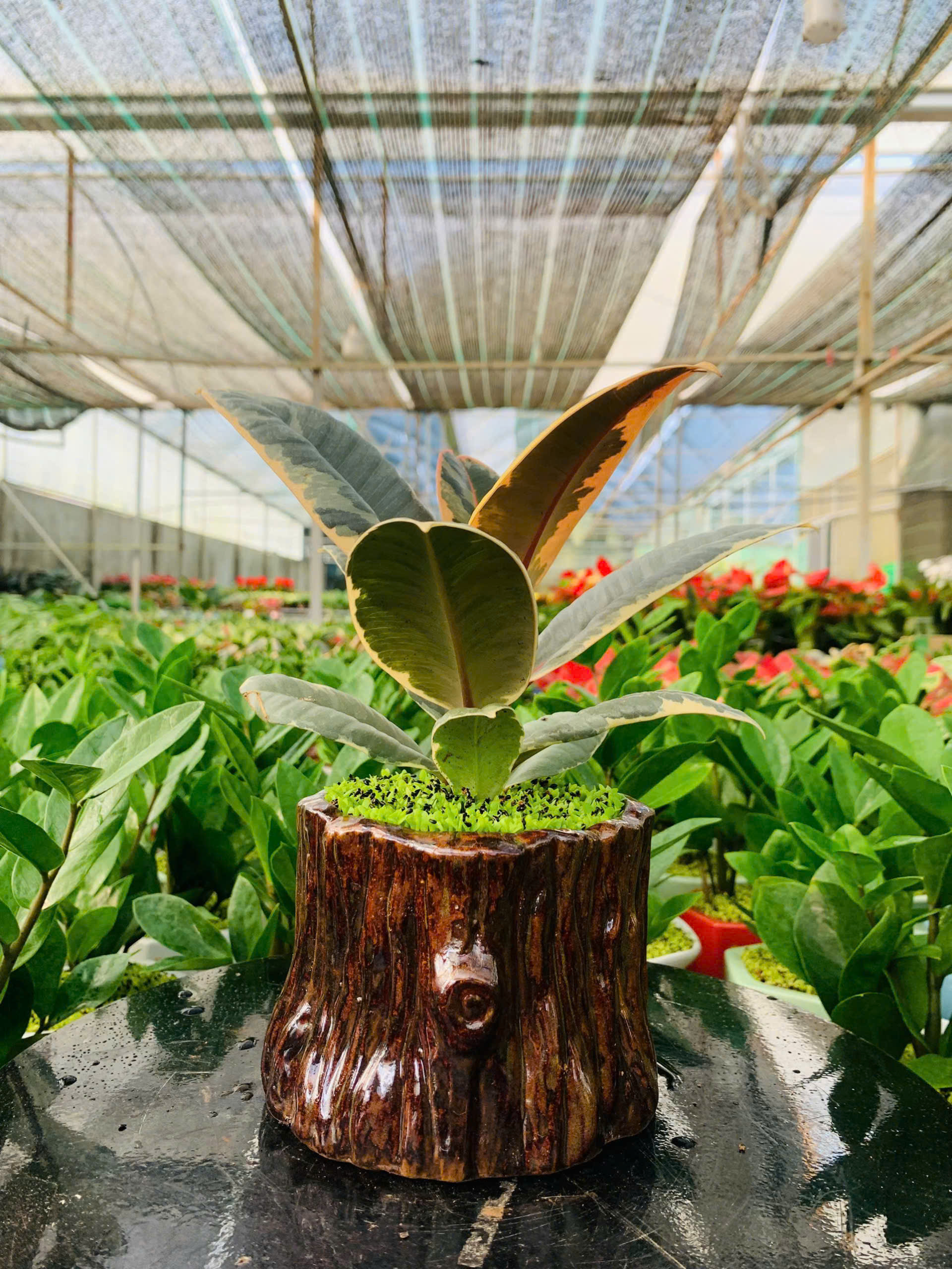 Cây Đa Búp Đỏ Cẩm Thạch để bàn