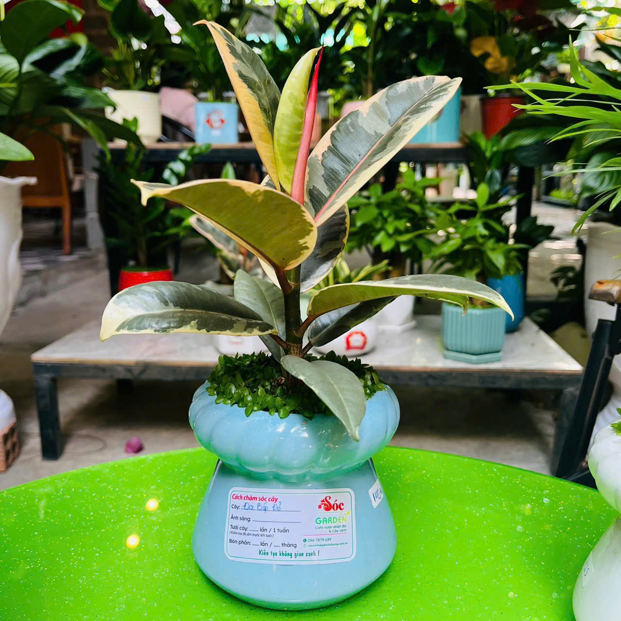 Cây Đa Búp Đỏ Cẩm Thạch